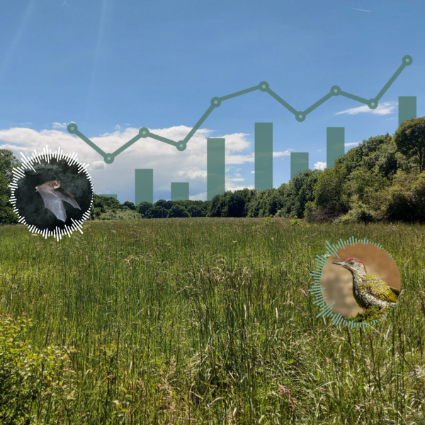 Monitoring Rewilding Projects with Bioacoustic Technology